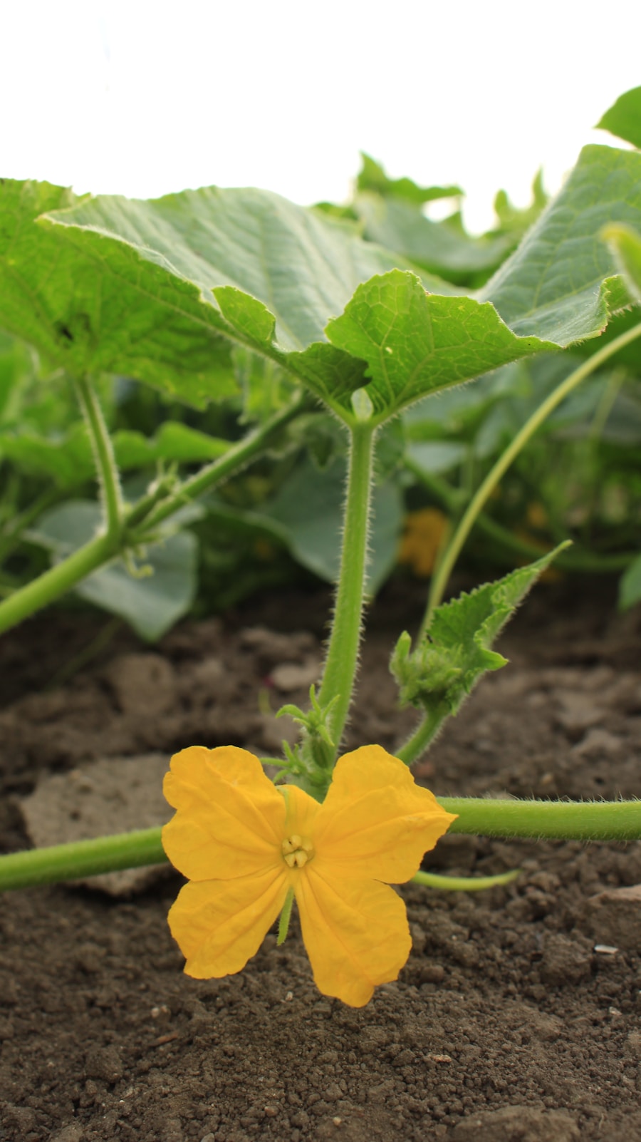 Photo "Guide for Crop Rotation and Increasing Yield in the Garden"