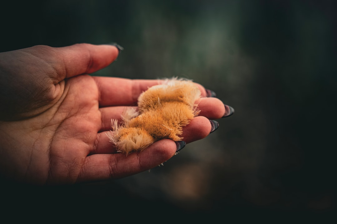 Photo dreams with animals