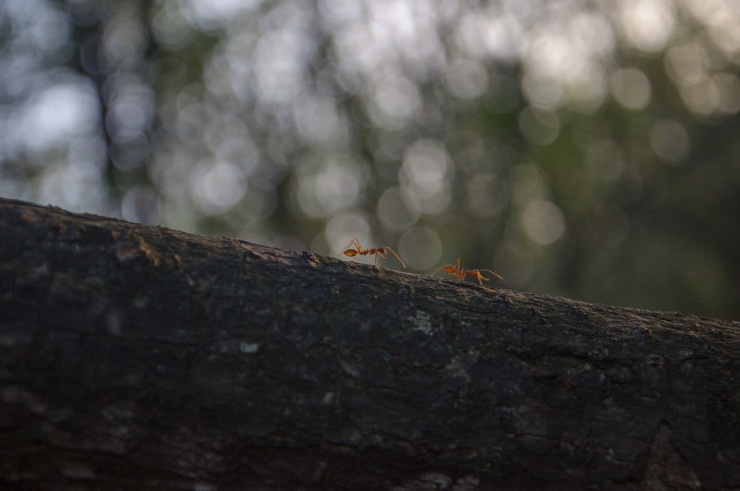 Retete de ciorba taraneasca
