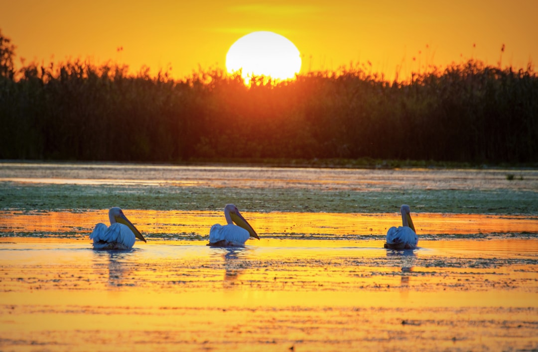Photo Danube Delta
