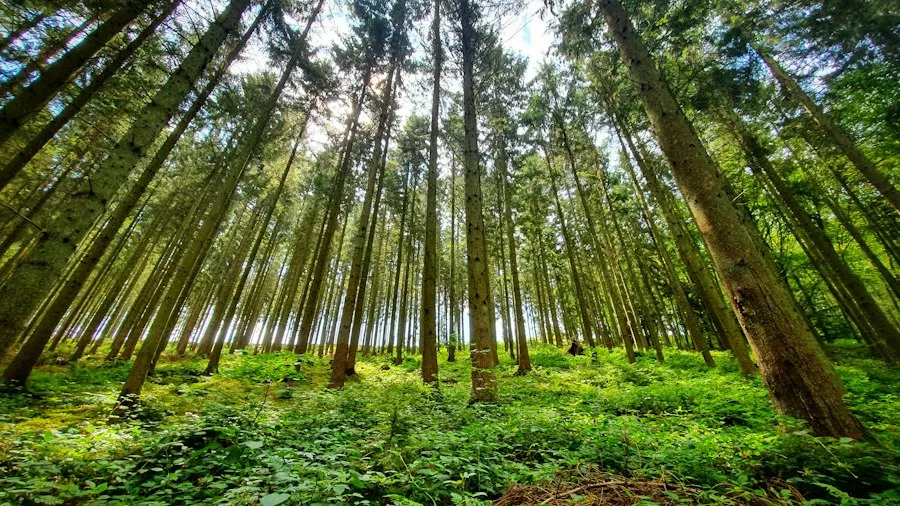 Photo environment and nature facts